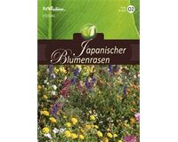 Saatgut Japanischer Blumenrasen,  für ca. 80 Pflanzen