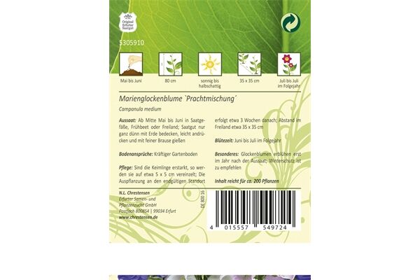  Saatgut Campanula Medium, Marienglockenblumen,