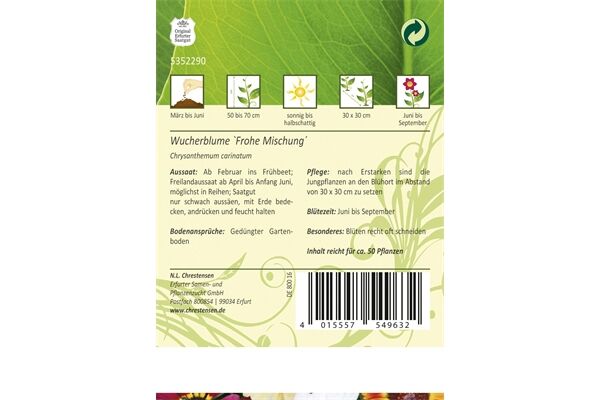  Saatgut Chrysanthemum, Wucherblumen, Frohe