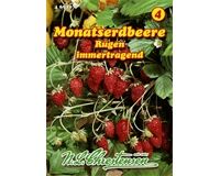 Saatgut Monatserdbeere, Rügen für 150 Pflanzen