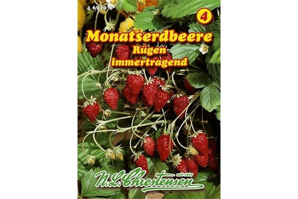  Saatgut Monatserdbeere, Rügen
