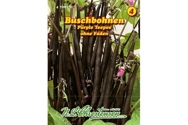  Saatgut Buschbohnen Purple Teepee, ohne Fäden,