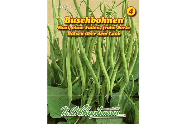  Saatgut Buschbohnen Maxi, frühe Sorte,