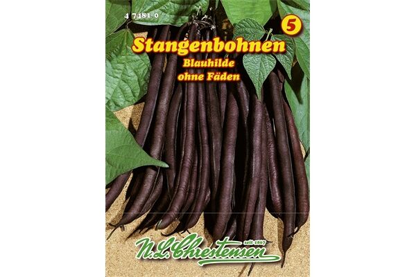  Saatgut Stangenbohnen Blauhilde, ohne Fäden,
