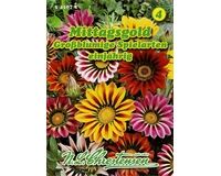 Saatgut Gazania-Hybrid, Großblumig, für ca. 40 Pflanzen