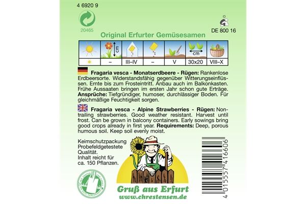  Saatgut Monatserdbeere, Rügen