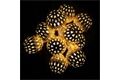  Lichterkette, Batterie, 10 x LED, WW, 1,2 m