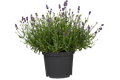  Lavendel T13