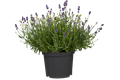  Lavendel T13