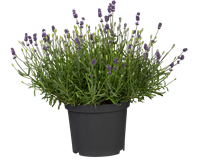 Lavendel T13