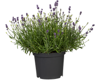 Lavendel T13
