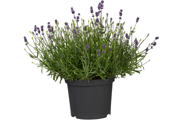  Lavendel T13