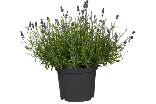  Lavendel T13