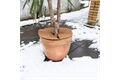  Mulchscheibe aus Kokos, Ø 40 cm