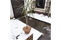 Mulchscheibe aus Kokos, Ø 25 cm