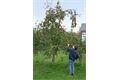  Obstpflücker mit Teleskopstiel (1650- 3000 mm)