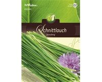 Saatgut Schnittlauch, feinröhrig, mehrjährig für 3- 4 lfd. m.